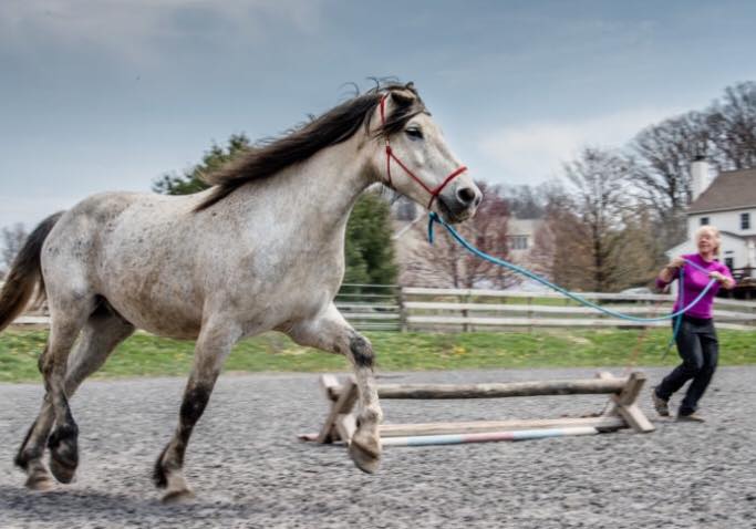 Nokota® Horse Foundation Clinic Nov 1-3