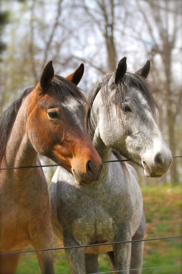 East Coast Equestrian Features The Nokota Preserve