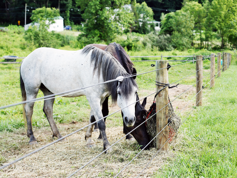 Chester County Press Features The Nokota Preserve