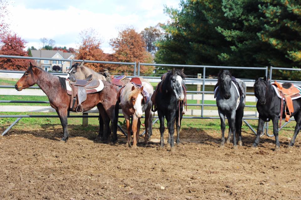 Nokota® Foundation Clinic A Success!