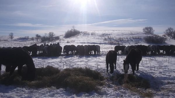 Support the Nokota® Horse Conservancy’s® Herd